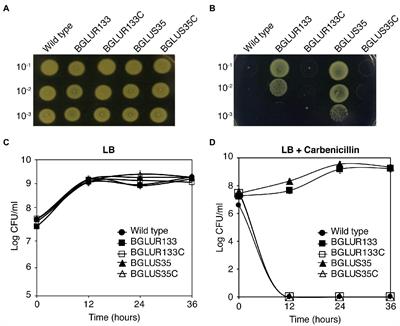 Mutations in the Two-Component GluS-GluR Regulatory System Confer Resistance to β-Lactam Antibiotics in Burkholderia glumae